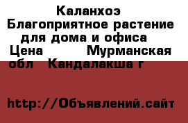  Каланхоэ. Благоприятное растение для дома и офиса. › Цена ­ 100 - Мурманская обл., Кандалакша г.  »    